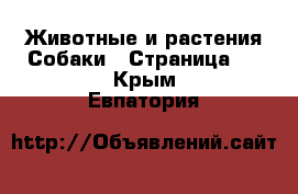 Животные и растения Собаки - Страница 2 . Крым,Евпатория